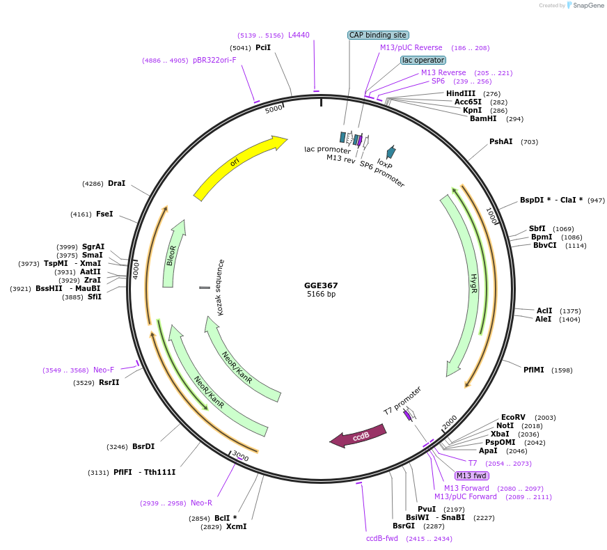 120736-plasmid-map-sequence-id-259150