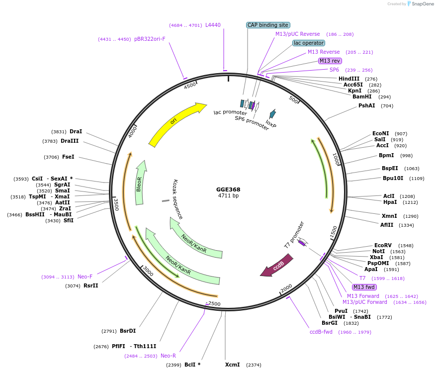 120737-plasmid-map-sequence-id-259151