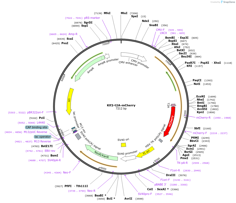 127539-plasmid-map-sequence-id-259164
