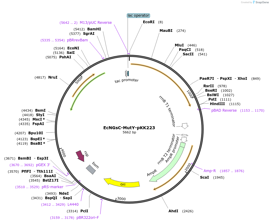131376-plasmid-map-sequence-id-259167