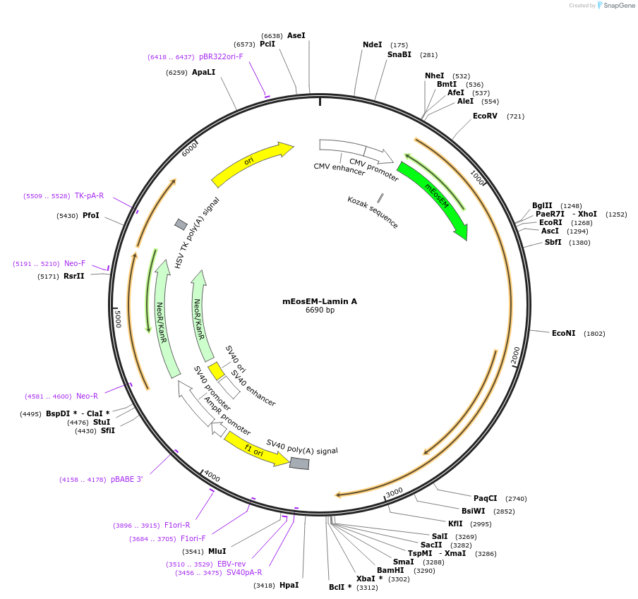 132707-plasmid-map-sequence-id-259169
