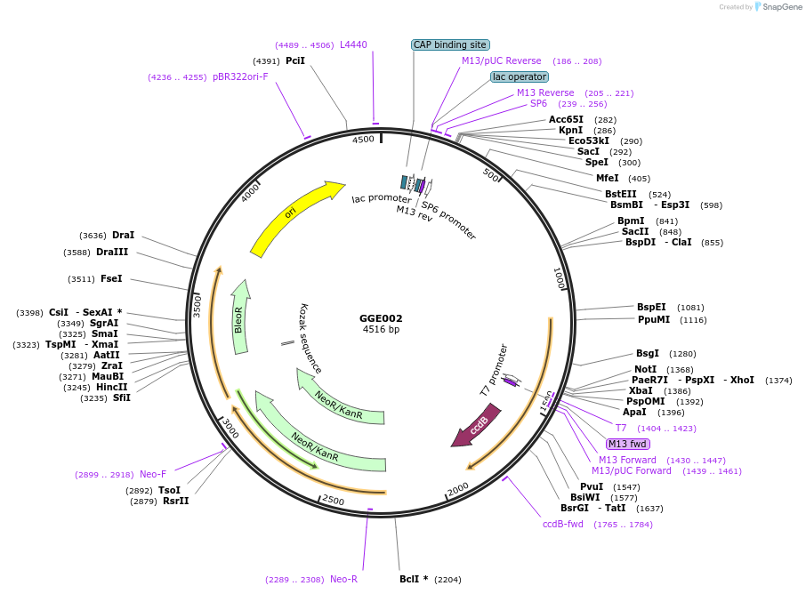 120739-plasmid-map-sequence-id-259183