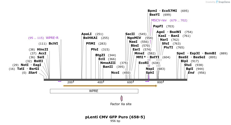 25919_map