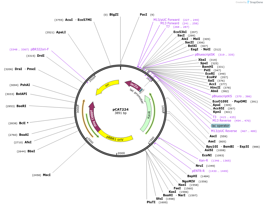 134892-plasmid-map-sequence-id-259200