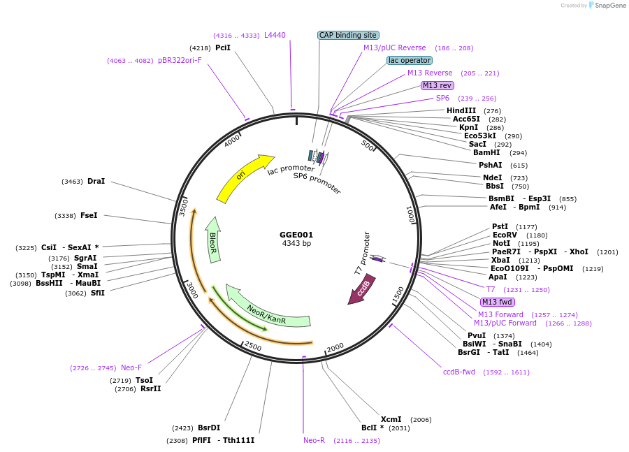 120740-plasmid-map-sequence-id-259202