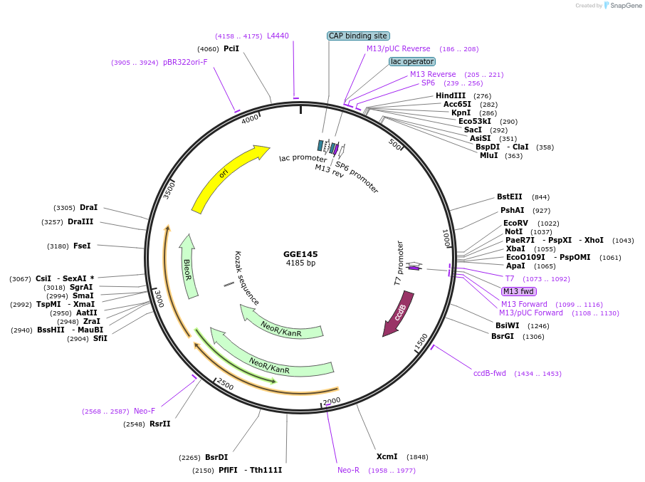 120741-plasmid-map-sequence-id-259203