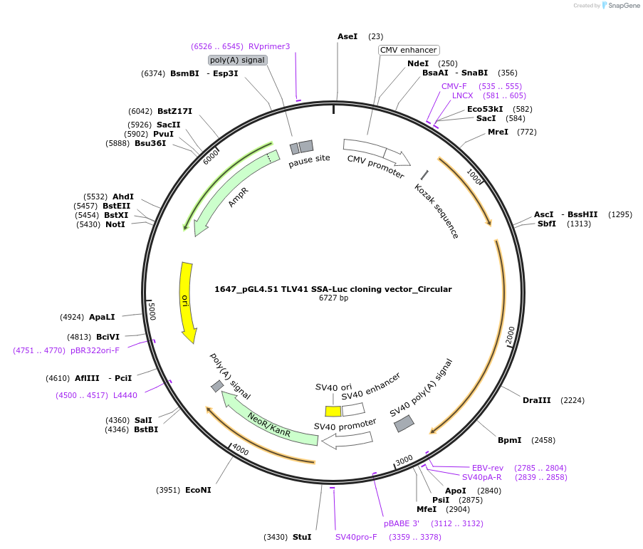 132962-plasmid-map-sequence-id-259217