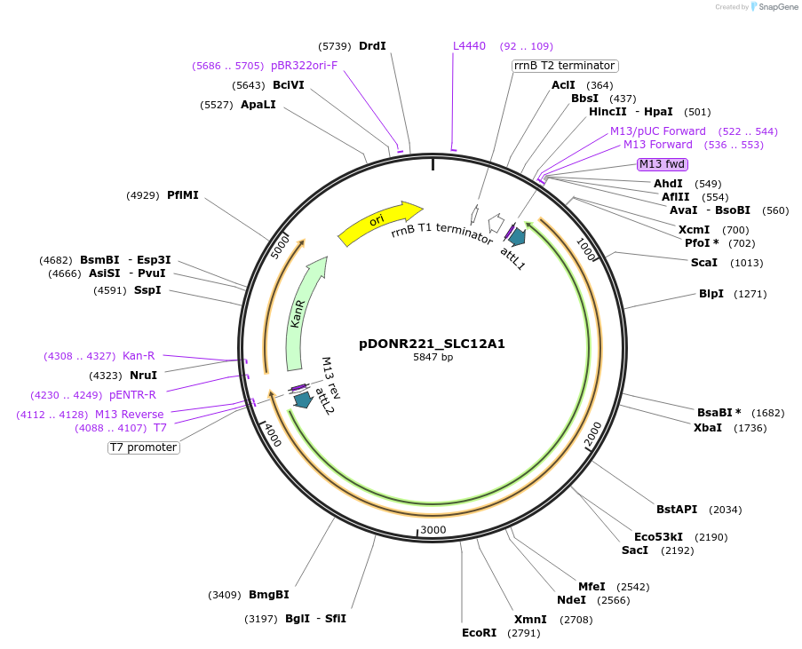 131896-plasmid-map-sequence-id-259220