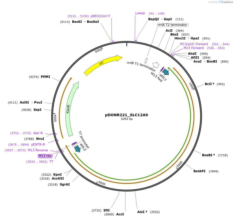 131897-plasmid-map-sequence-id-259222