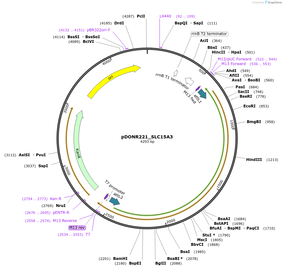 131898-plasmid-map-sequence-id-259223