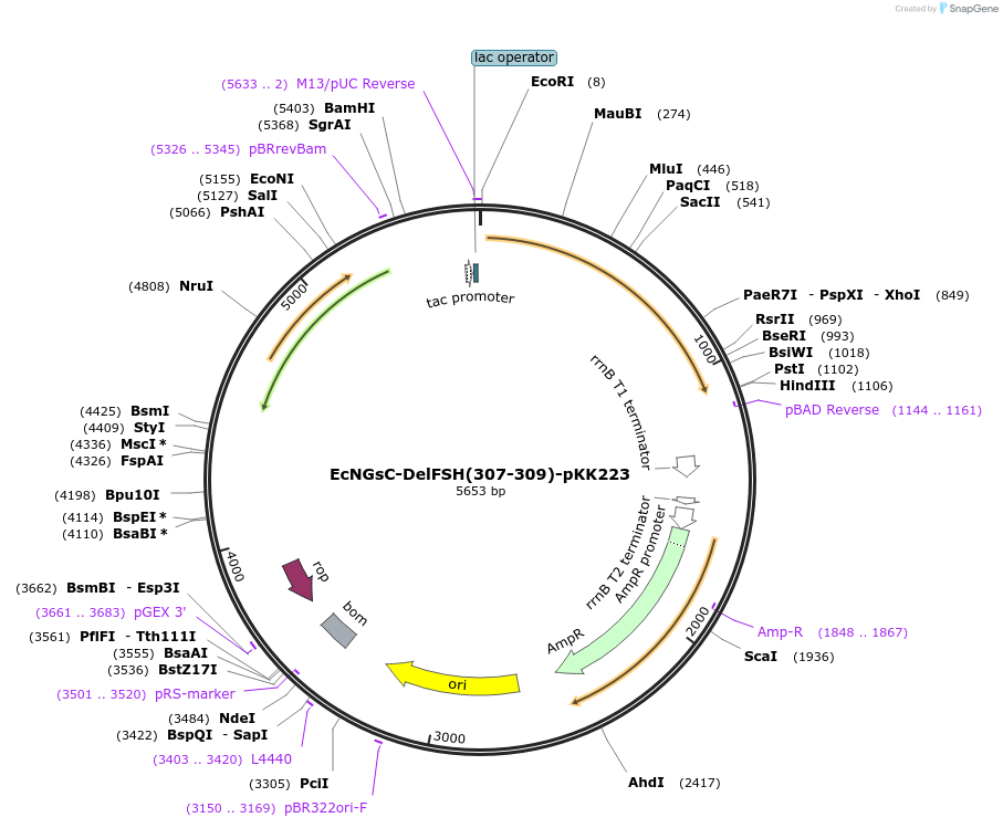 131377-plasmid-map-sequence-id-259231