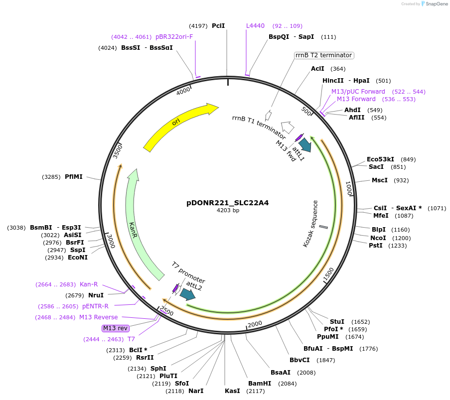 131903-plasmid-map-sequence-id-259255