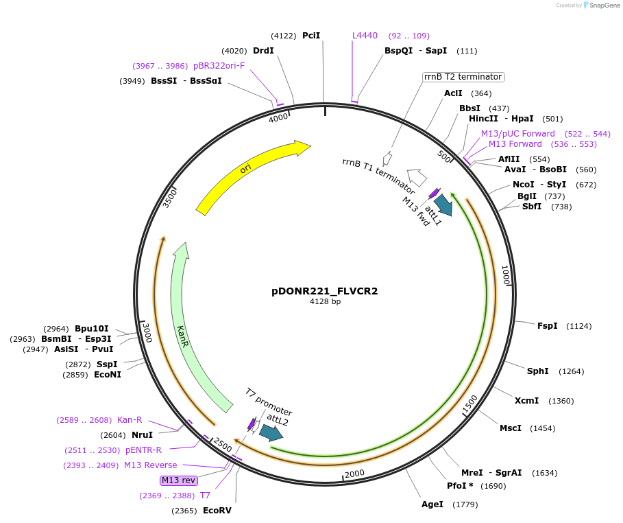 131904-plasmid-map-sequence-id-259257