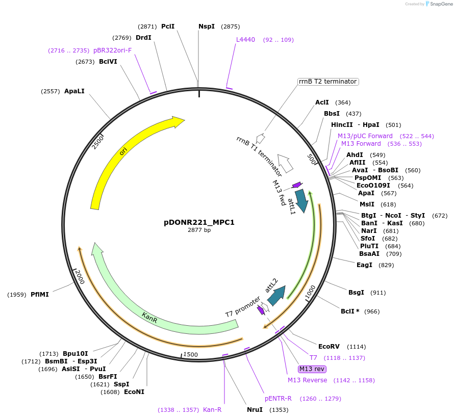 131906-plasmid-map-sequence-id-259266