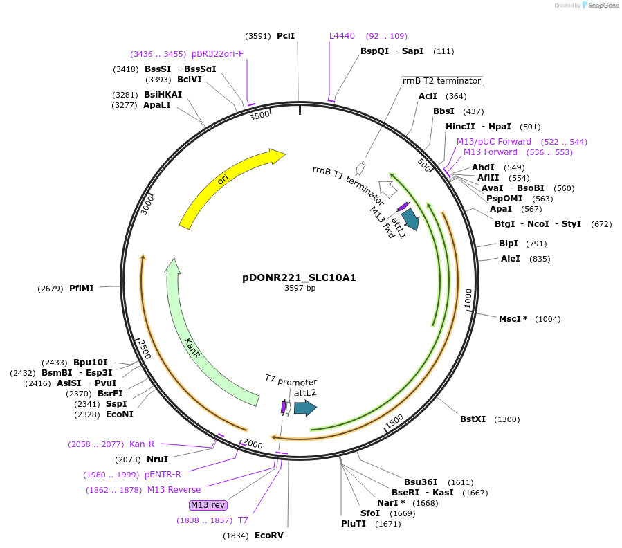 131907-plasmid-map-sequence-id-259271