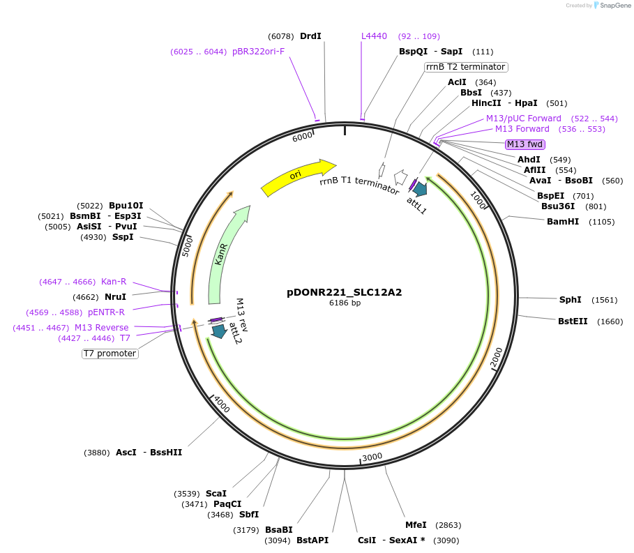 131908-plasmid-map-sequence-id-259272