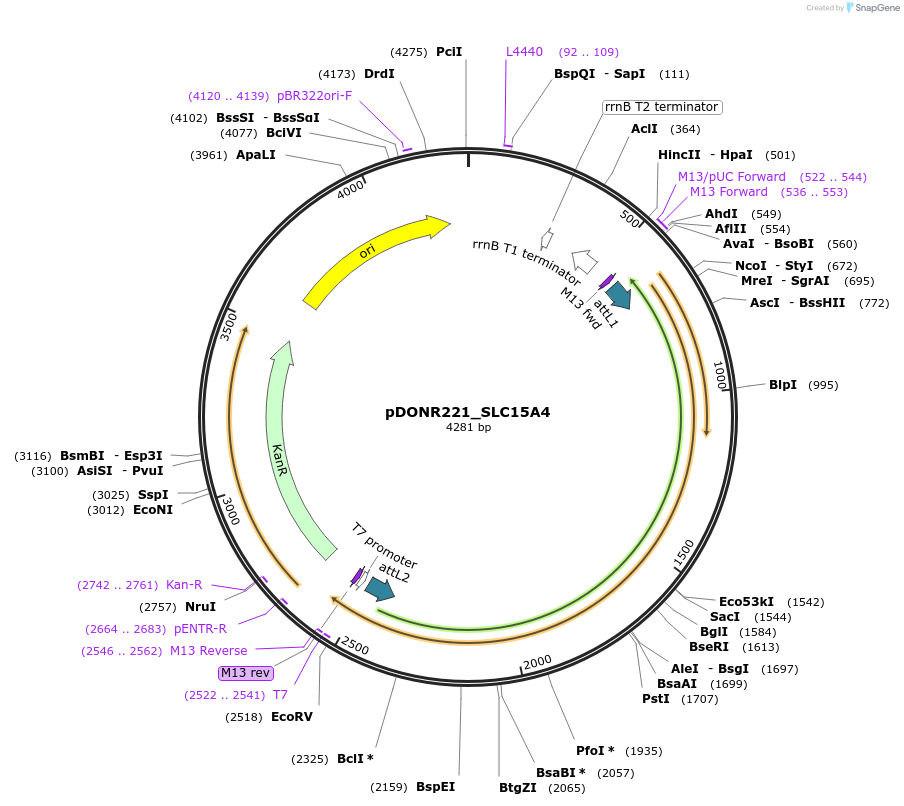 131910-plasmid-map-sequence-id-259275