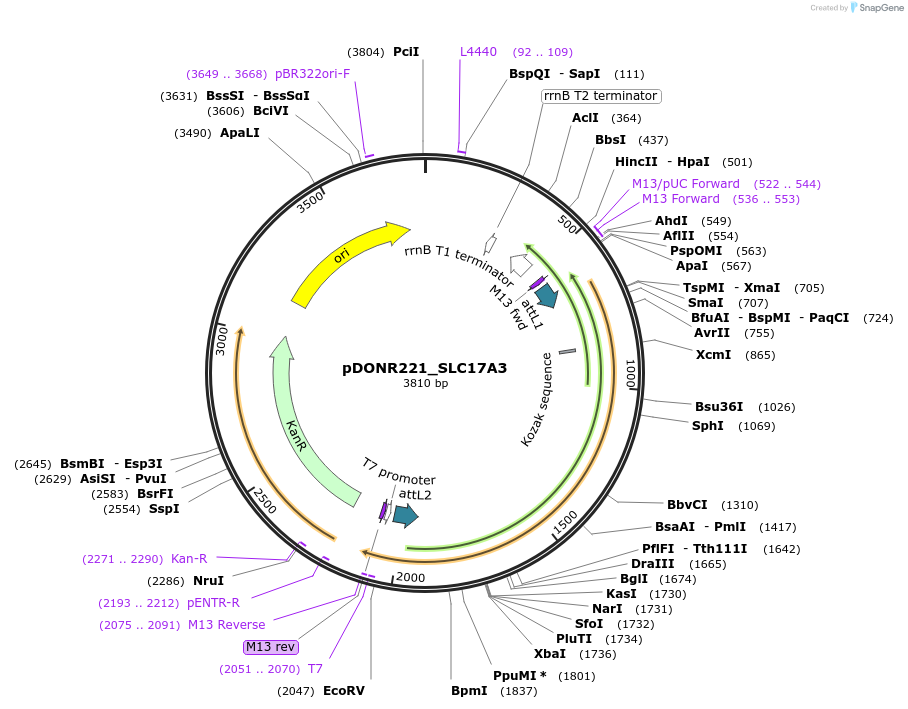 131912-plasmid-map-sequence-id-259278