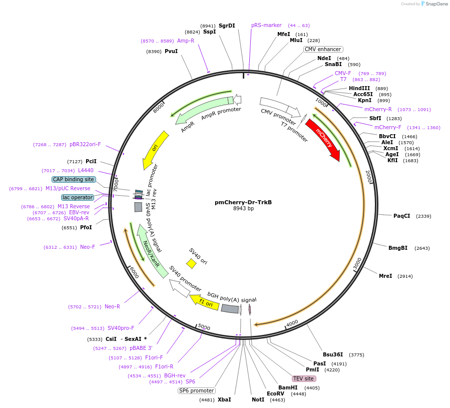 127964-plasmid-map-sequence-id-259280