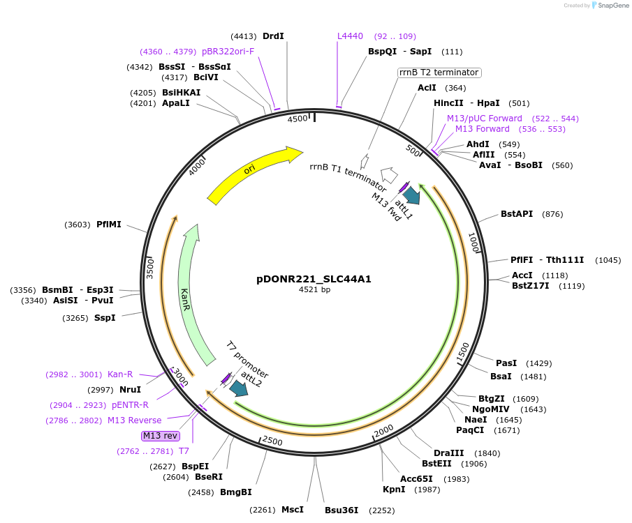 131913-plasmid-map-sequence-id-259281