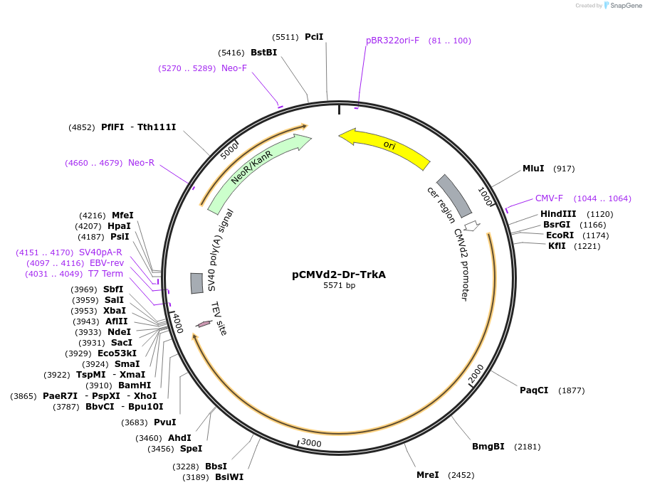 127956-plasmid-map-sequence-id-259282