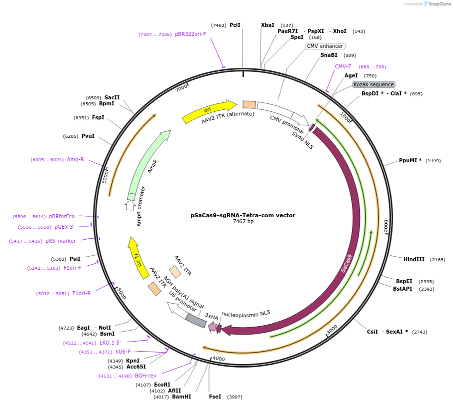 131227-plasmid-map-sequence-id-259290