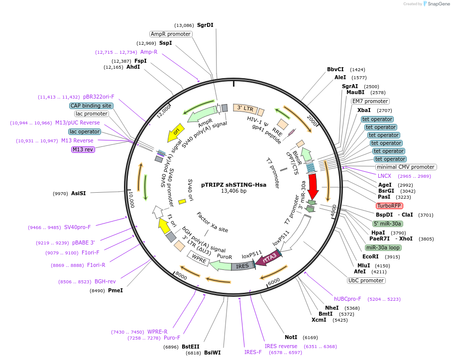 128158-plasmid-map-sequence-id-259309