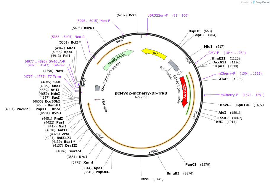 127958-plasmid-map-sequence-id-259310