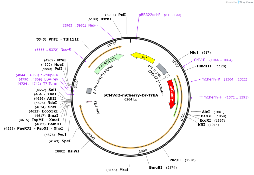 127957-plasmid-map-sequence-id-259311