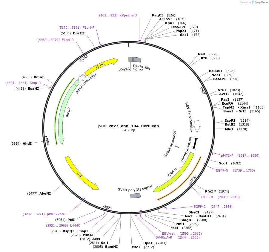 130603-plasmid-map-sequence-id-259315