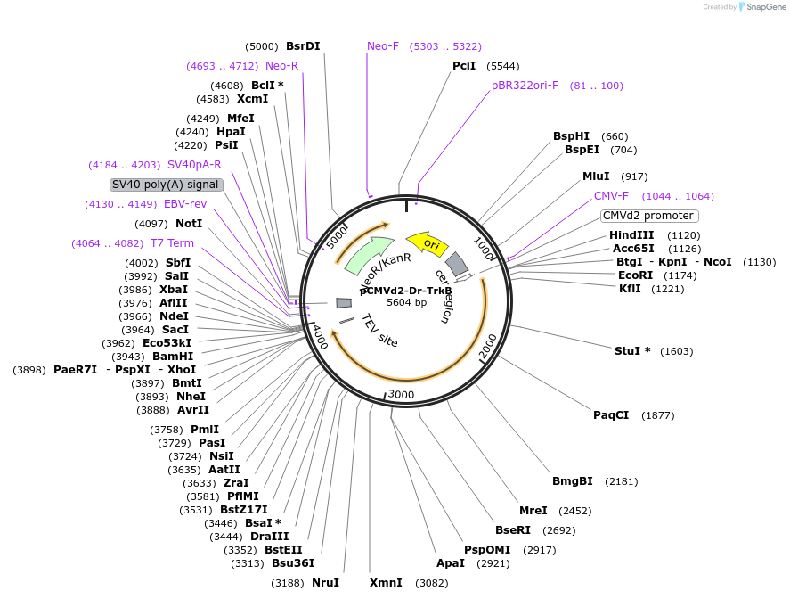 127955-plasmid-map-sequence-id-259318