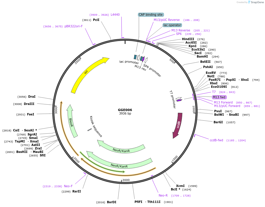 120747-plasmid-map-sequence-id-259319