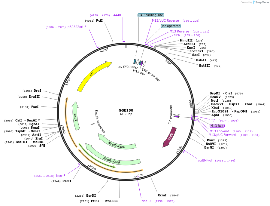120750-plasmid-map-sequence-id-259326
