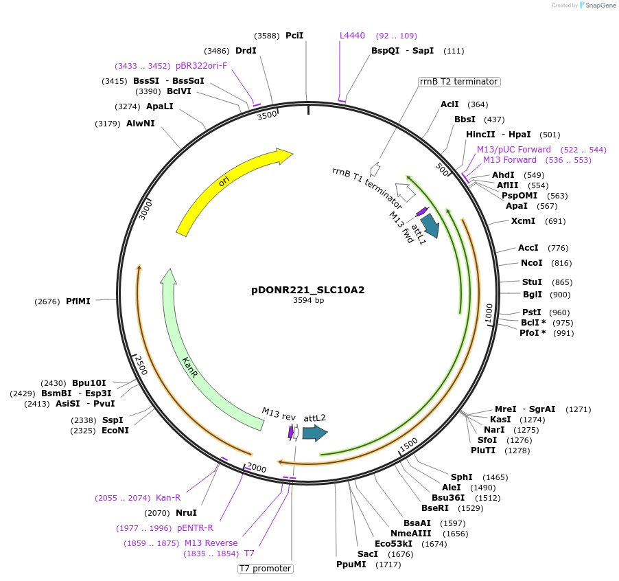 131919-plasmid-map-sequence-id-259332
