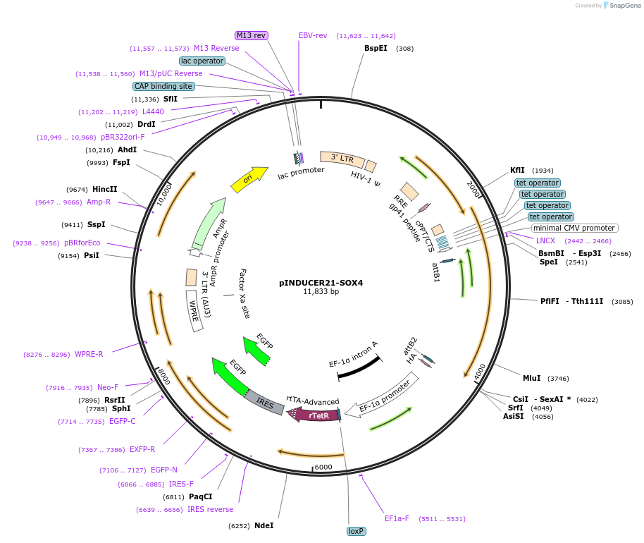 51304-plasmid-map-sequence-id-259336