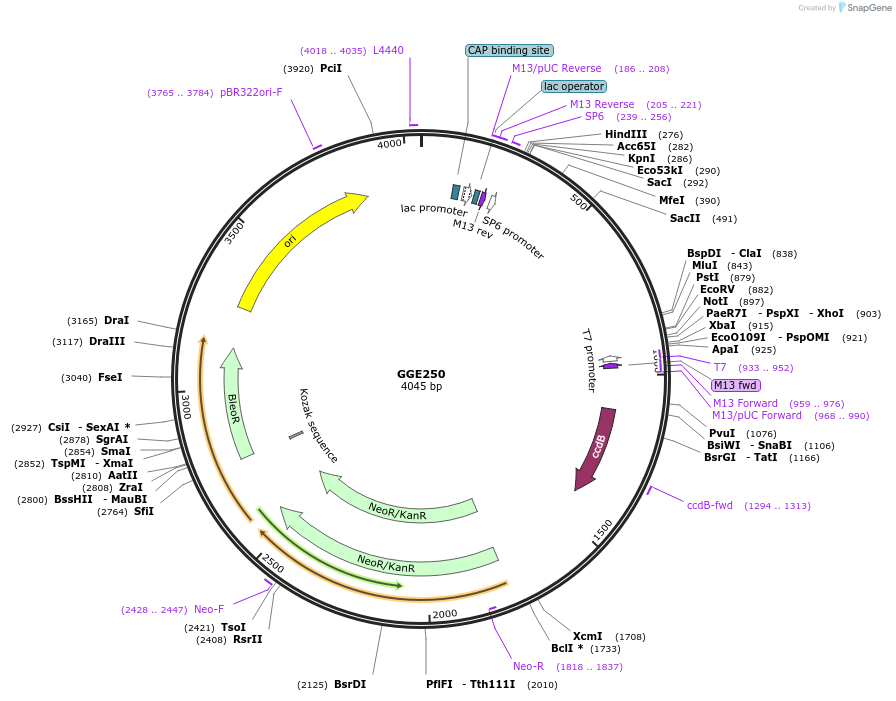 120746-plasmid-map-sequence-id-259344
