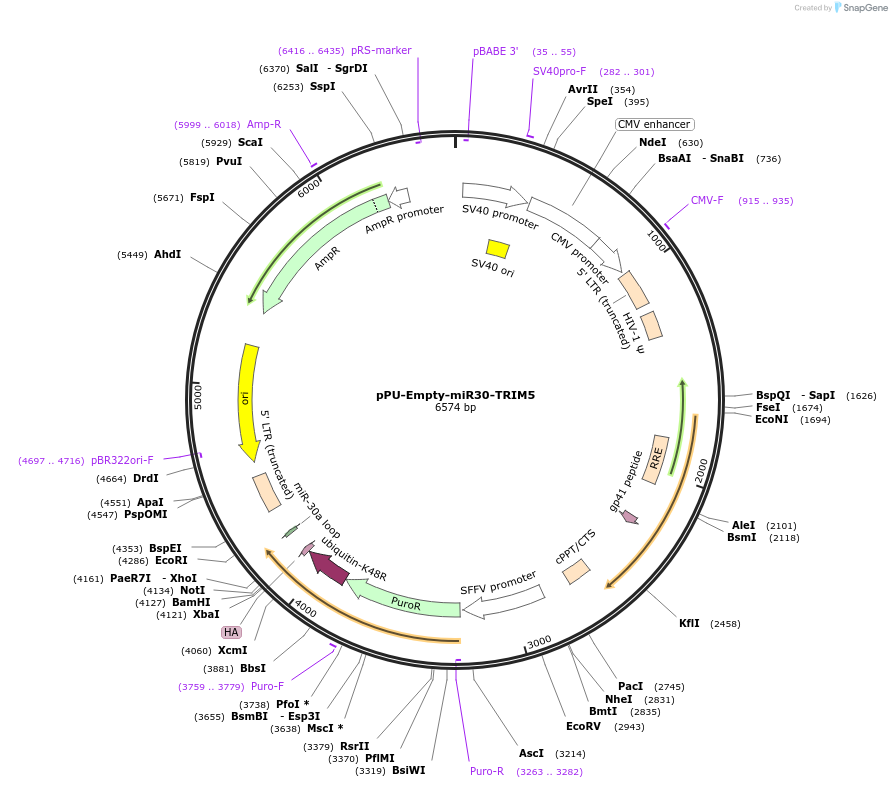 132936-plasmid-map-sequence-id-259346