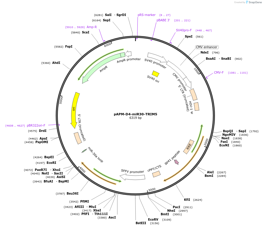 132932-plasmid-map-sequence-id-259347