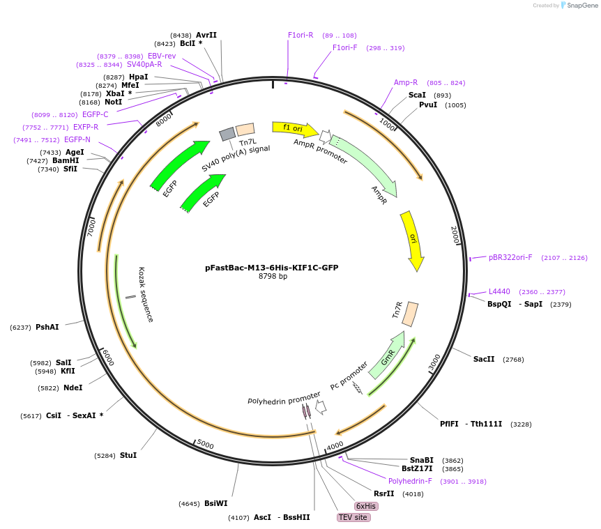 130975-plasmid-map-sequence-id-259350