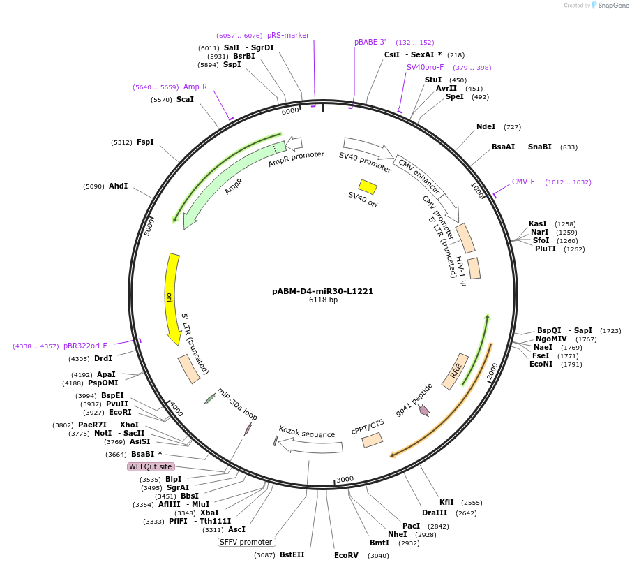 132933-plasmid-map-sequence-id-259351