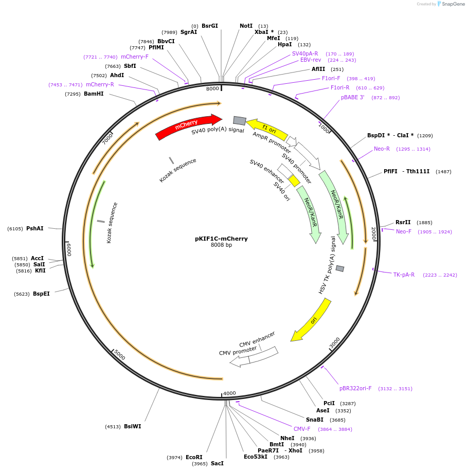 130978-plasmid-map-sequence-id-259353
