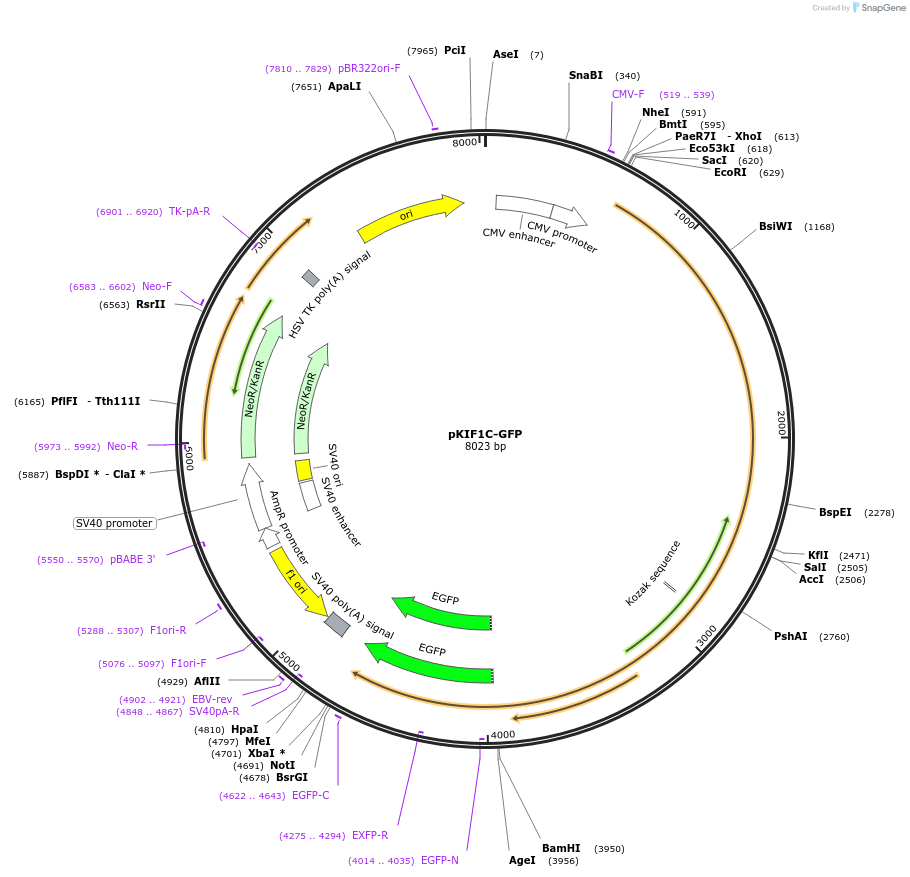 130977-plasmid-map-sequence-id-259354