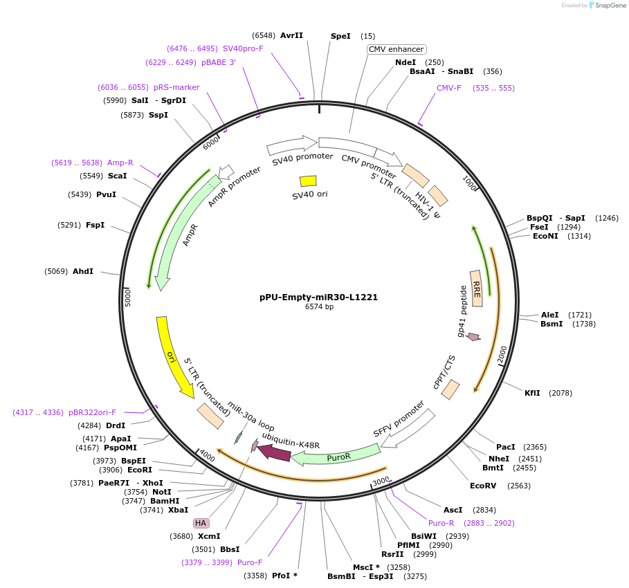 132940-plasmid-map-sequence-id-259355