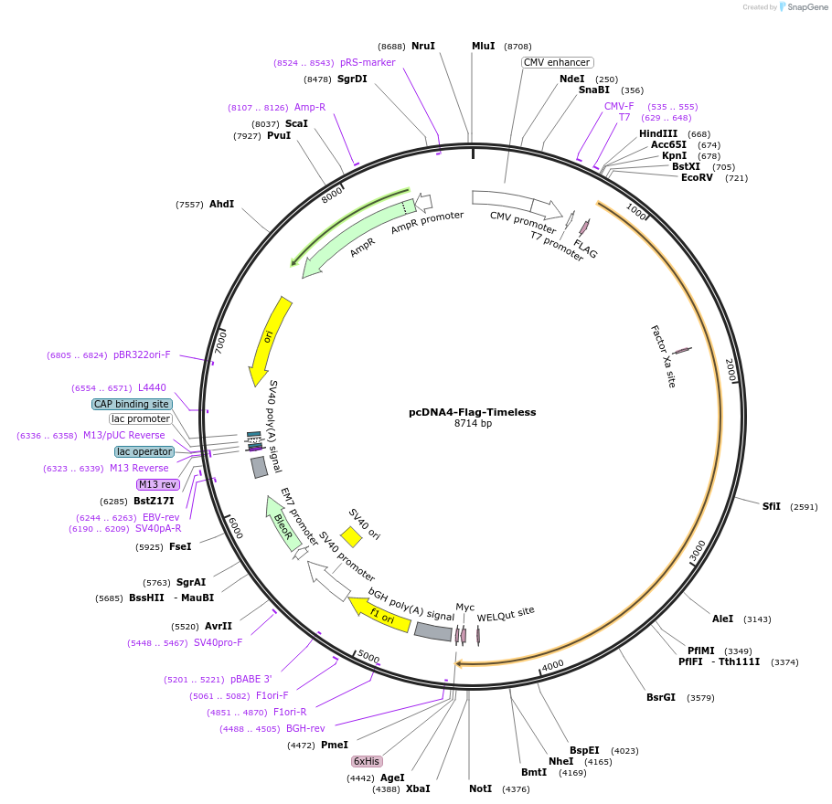 22887-plasmid-map-sequence-id-259364