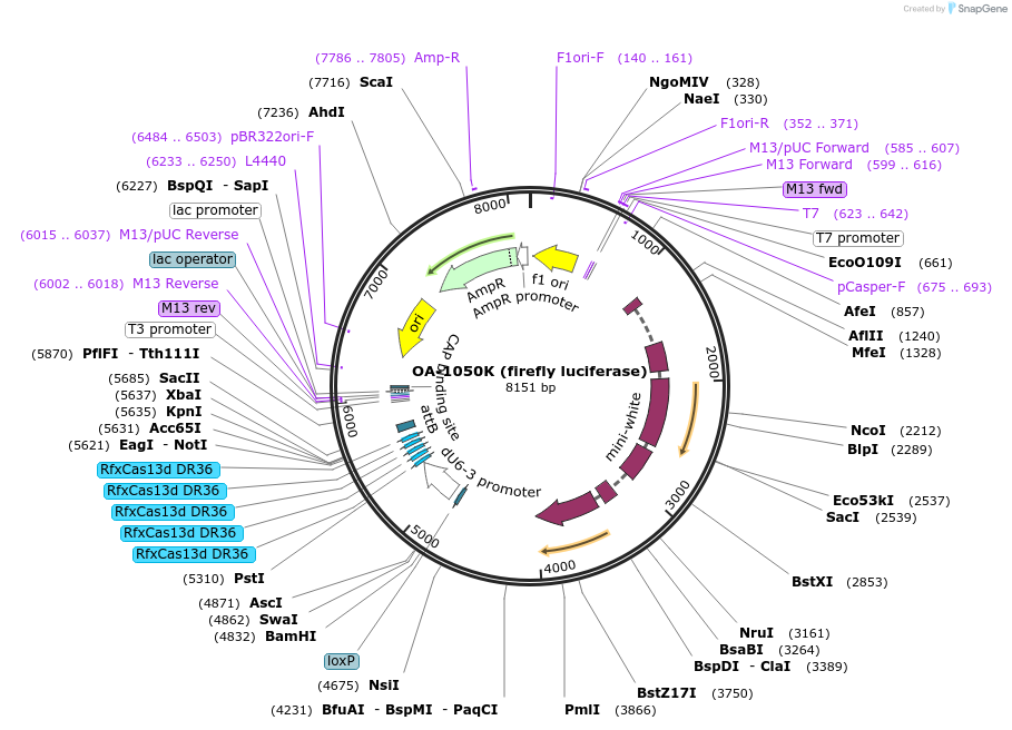 132422-plasmid-map-sequence-id-259374