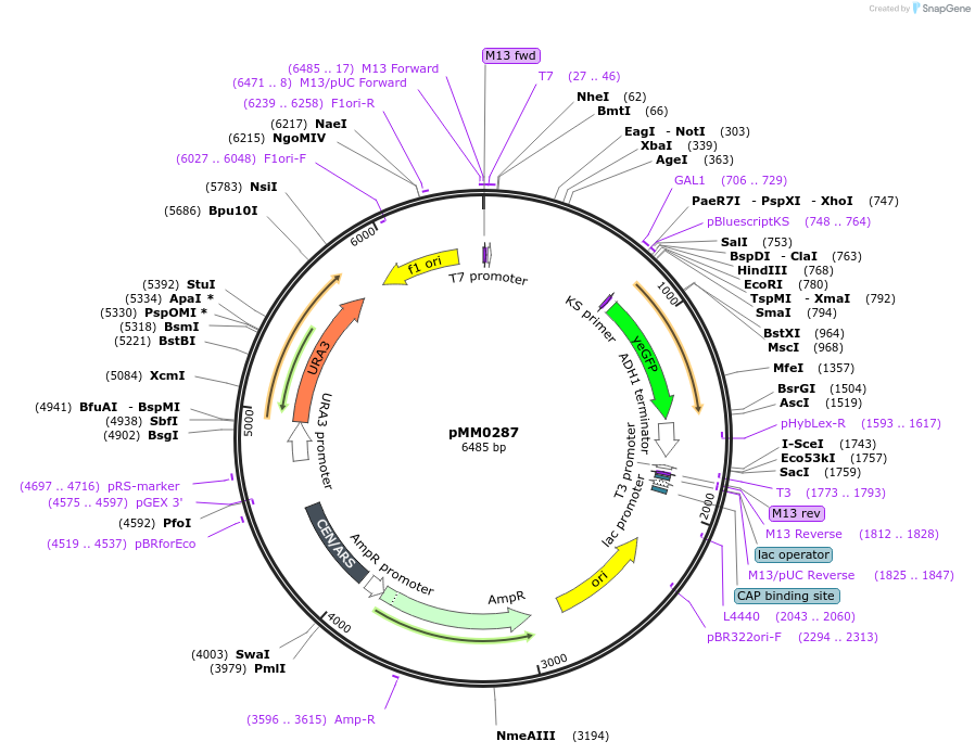 128975-plasmid-map-sequence-id-259394