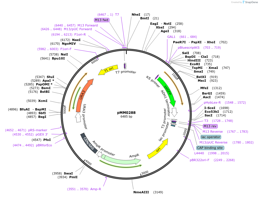 128976-plasmid-map-sequence-id-259395