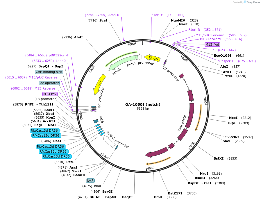132421-plasmid-map-sequence-id-259397