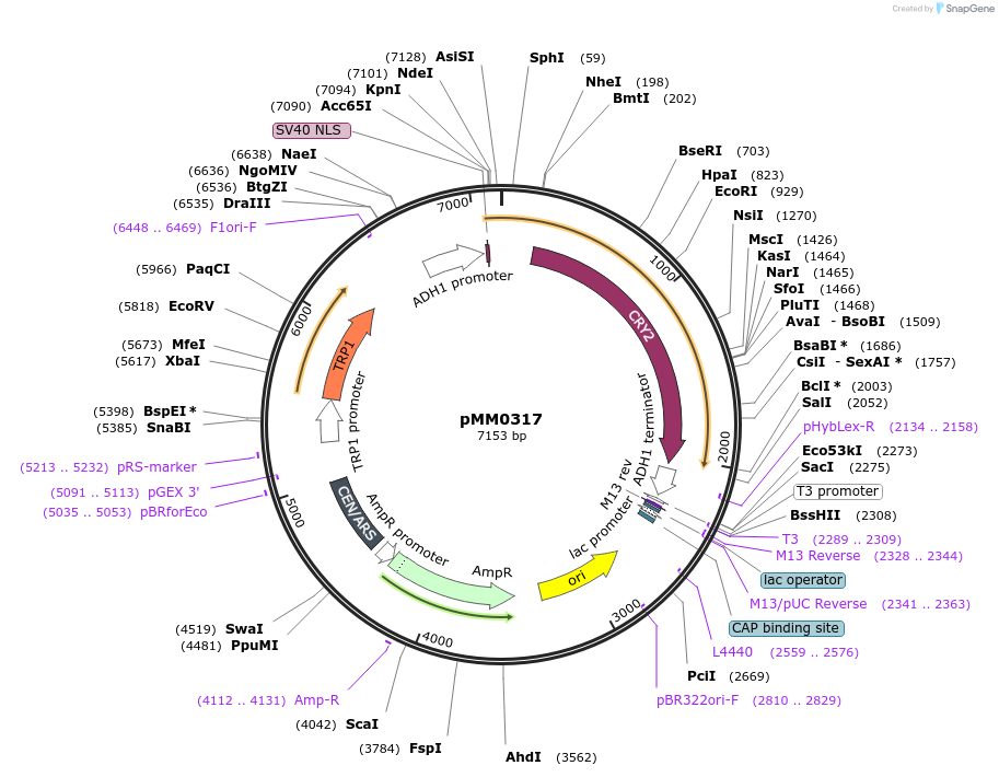 128979-plasmid-map-sequence-id-259400