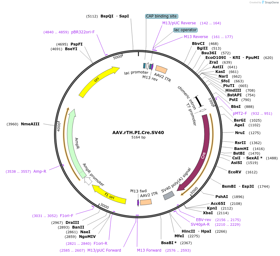 107788-plasmid-map-sequence-id-259405